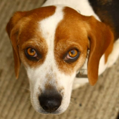 arrêter un comportement chien et problème de comportement chien