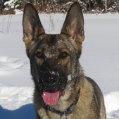 entrainement chien et renforcement positif