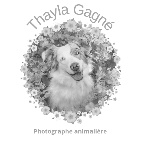 Thayla Gagné - Photographe Animalière